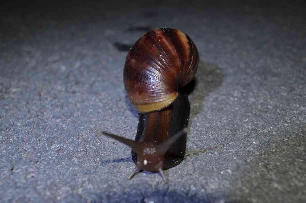 アフリカマイマイ 石垣島日記