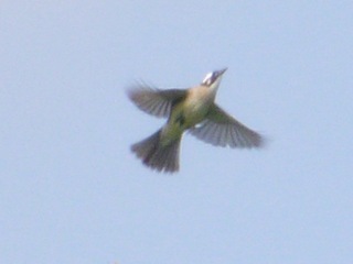 Ssirogasira3.jpg